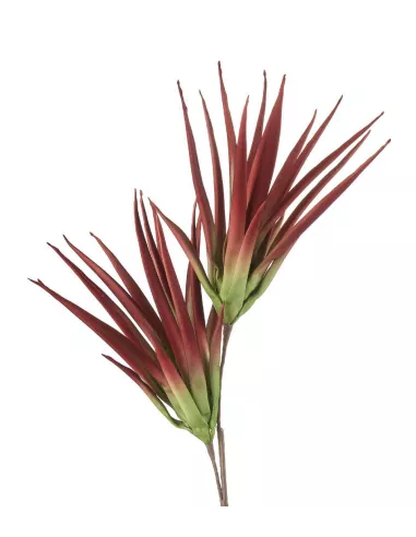 Aloe Selvatico Marsala - I Fiori L'Oca Nera