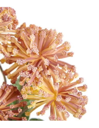 Protea Nutan Giallo - I Fiori L'Oca Nera
