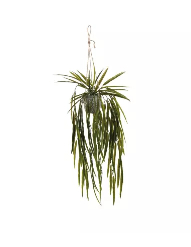 Rhipsalis Paradoxa Da Appendere Con Vaso Decorato