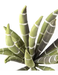Echeveria Bianco/ Verde - I Fiori L'Oca Nera 2