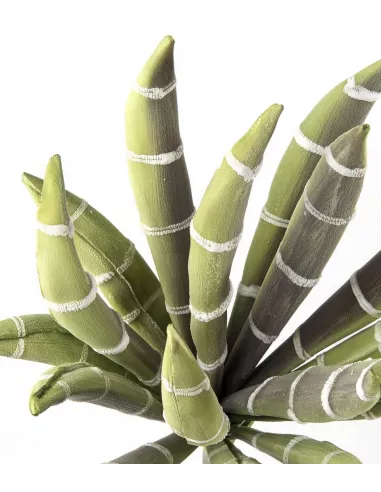 Echeveria Bianco/ Verde - I Fiori L'Oca Nera