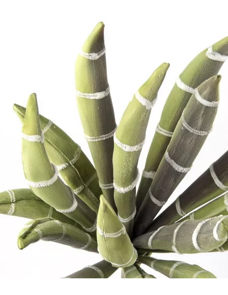 Echeveria Bianco/ Verde - I Fiori L'Oca Nera