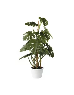 Monstera Deliciosa - L'oca Nera