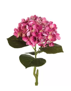 Ortensia Viola - I Fiori L'Oca Nera