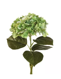 Ortensia Verde - I Fiori L'Oca Nera