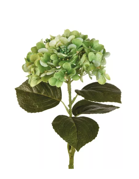 Ortensia Verde - I Fiori L'Oca Nera