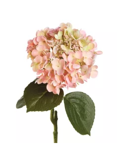 Ortensia Rosa - I Fiori L'Oca Nera