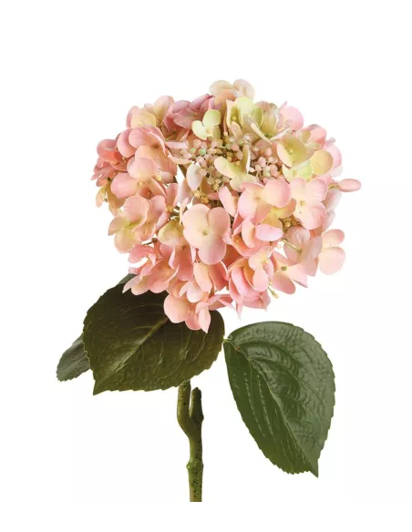 Ortensia Rosa - I Fiori L'Oca Nera