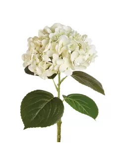 Ortensia Bianca - I Fiori L'Oca Nera