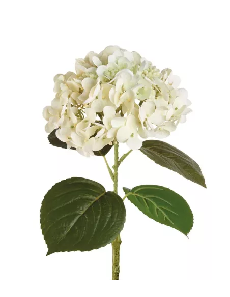 Ortensia Bianca - I Fiori L'Oca Nera
