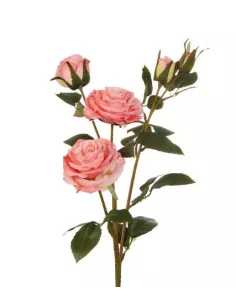Rose Rosa - I Fiori L'Oca Nera