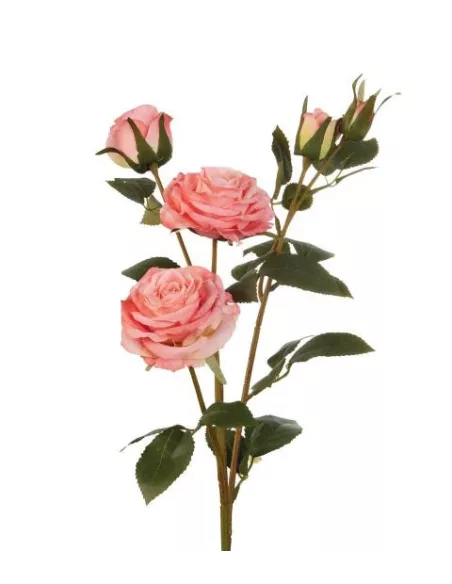 Rose Rosa - I Fiori L'Oca Nera