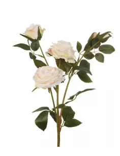 Rose Bianche - I Fiori L'Oca Nera