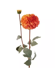 Dalia Arancione - I Fiori L'Oca Nera