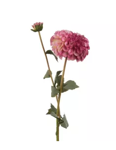 Dalia Viola - I Fiori L'Oca Nera