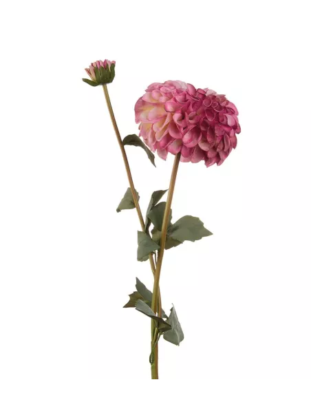 Dalia Viola - I Fiori L'Oca Nera