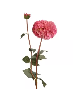 Dalia Rosa - I Fiori L'Oca Nera