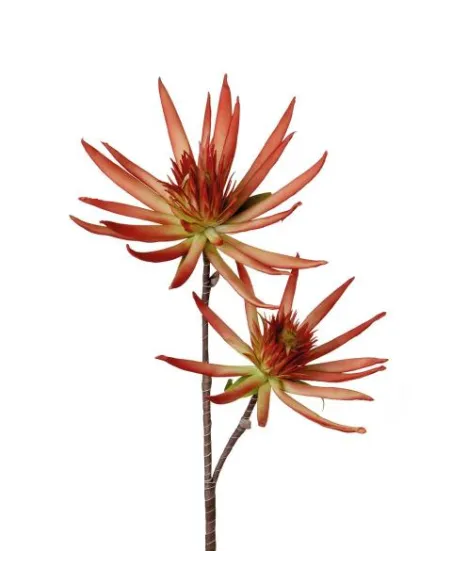 Bergamotto - I Fiori L'Oca Nera