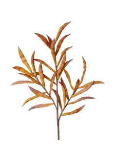 Eucalipto Giallo - I Fiori L'Oca Nera