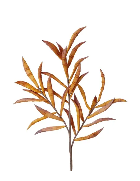 Eucalipto Giallo - I Fiori L'Oca Nera