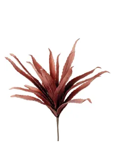 Agave Rossa - I Fiori L'Oca Nera