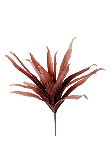 Agave Rossa - I Fiori L'Oca Nera