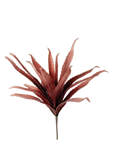 Agave Rossa - I Fiori L'Oca Nera