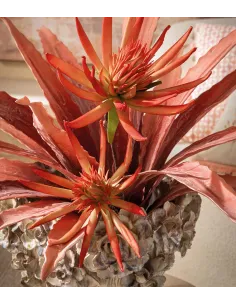 Agave Rossa - I Fiori L'Oca Nera 2