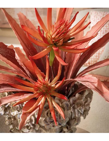 Agave Rossa - I Fiori L'Oca Nera