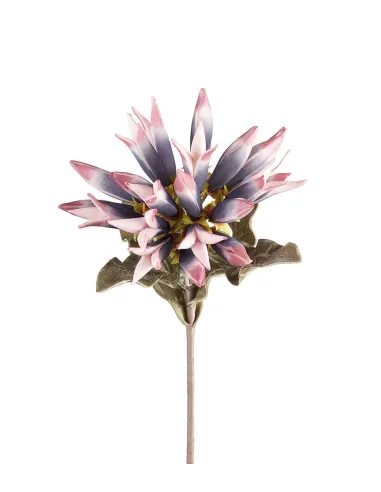 Dalia Viola - I Fiori L'Oca Nera