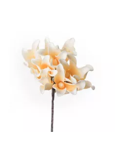 Frangipani - I Fiori L' Oca Nera